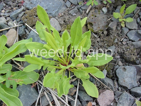 sorrel, red
